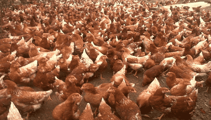 Aprende a evitar problemas en la postura de las gallinas
