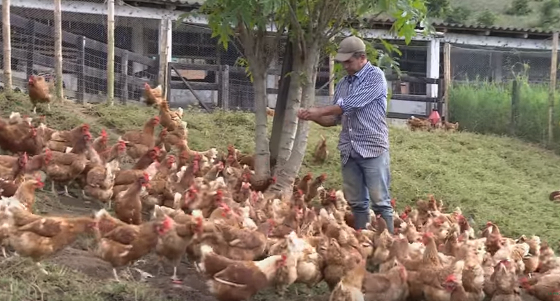 Sabes de que se trata el sistema de Gallina Feliz?