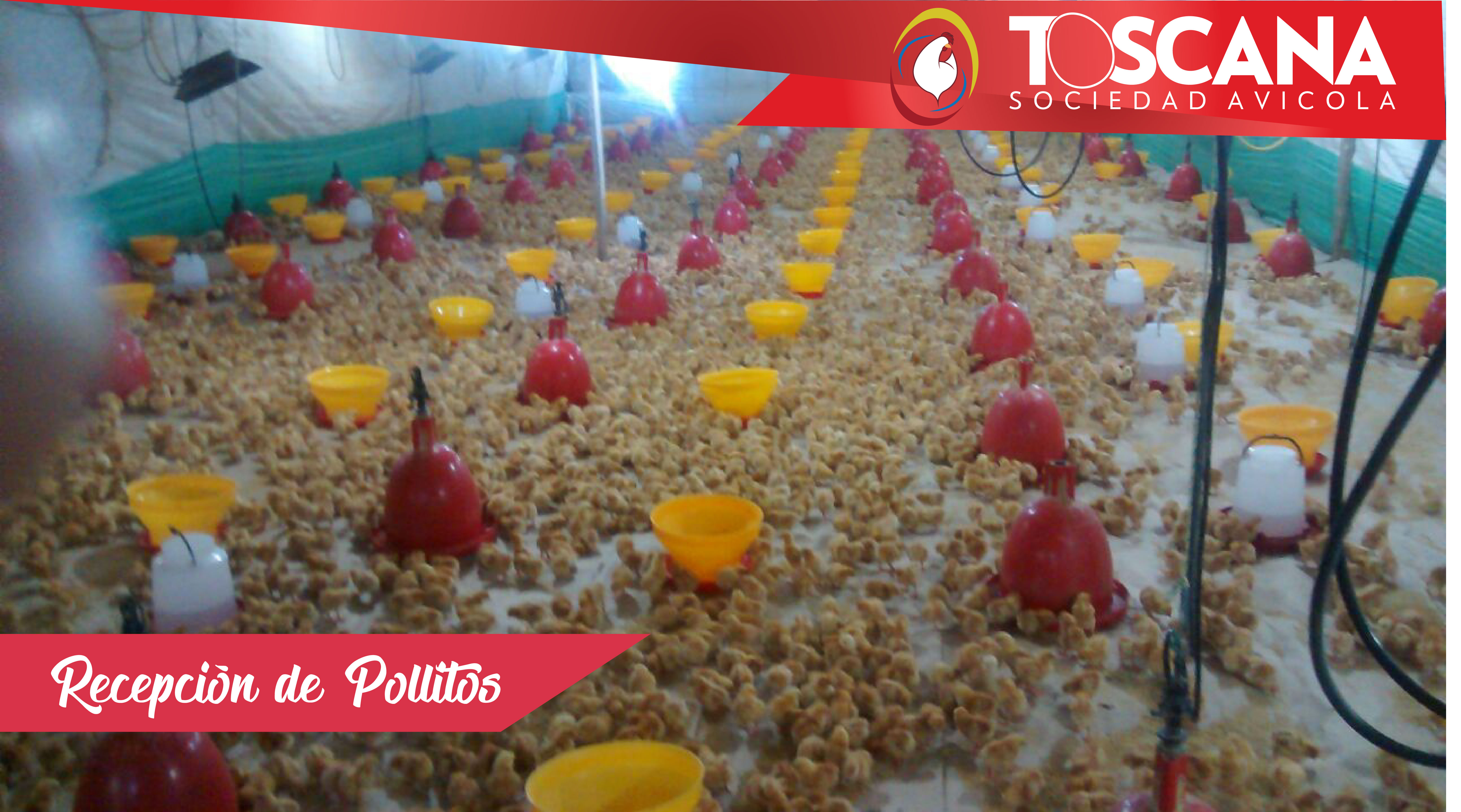 La Recepción Pollitos-Gallinas Ponedoras