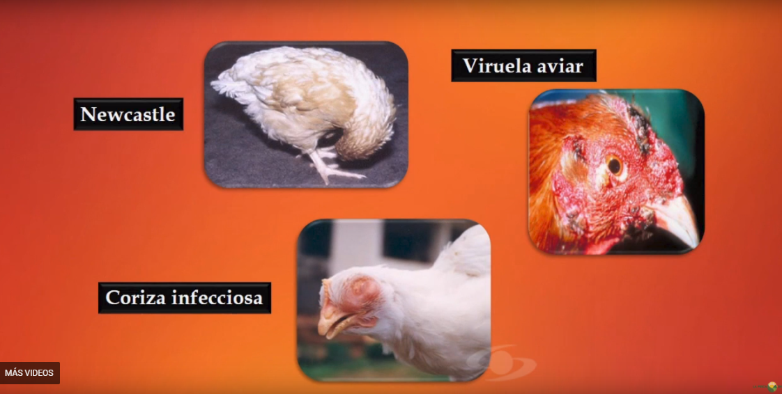 ¿Sabes sobre el plan de vacunación en las gallinas ponedoras?