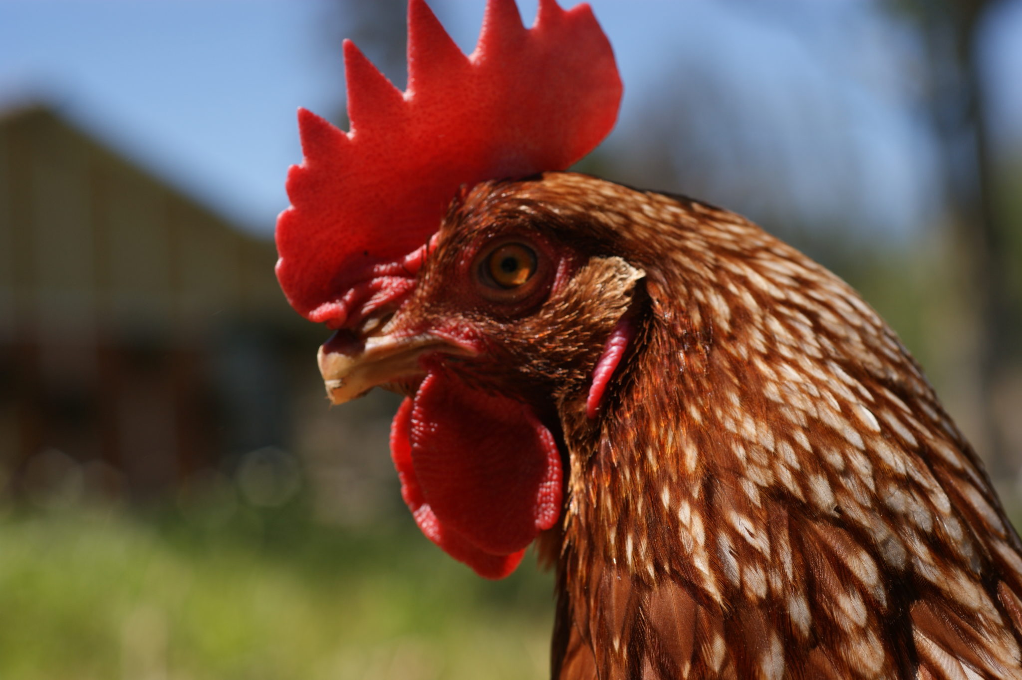 Despique en la gallina Ponedora